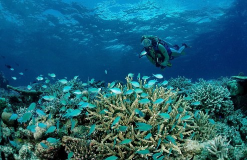 Diver at coral reef with coral fish, Chromis viridis, Maldives, Indian Ocean, Meemu Atoll, Asia