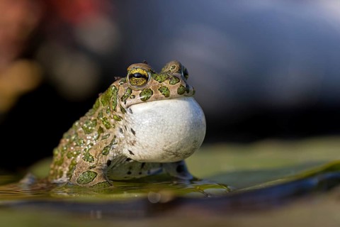 Green toad, Green toad, House toad, Variable toad, Village toad, Variegated toad, (Bufotes