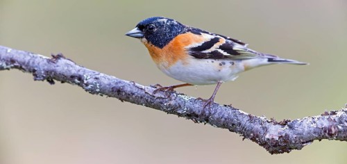 Mountain finch, Northern finch, finch family, (Fringilla montifringilla), animals, birds,