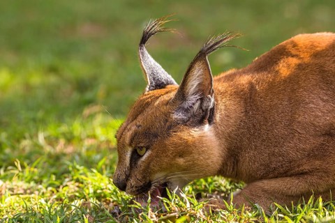 Profile Portrait of a Caracal in the grass eating, South Africa, Africa