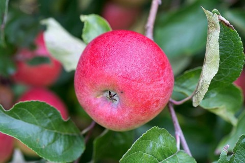 Ostener Kaiserapfel, German apple cultivar, Germany, Europe