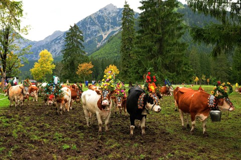 Cattle farmer and cow walk downhill before wintertime
