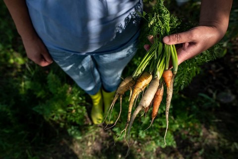Carrots from small organic farm. Woman farmer hold multi colored carrots in a garden. Concept for
