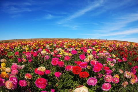 Flowers are grown for export in the Nordic countries. Spring flowering garden large buttercups -