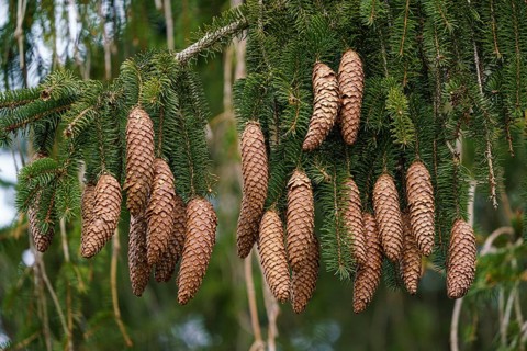 Green spruce branches with needles and many cones. Many cones on spruce