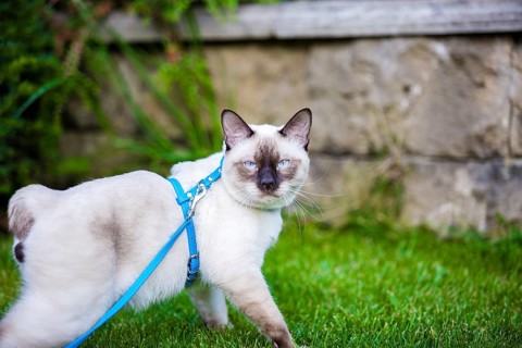 Close-up of an adult Mekong Bobtail cat posing on green grass outside. A cat walks on a green lawn