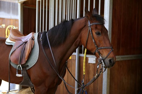 Brown horse in stable door rigged with saddle and reins