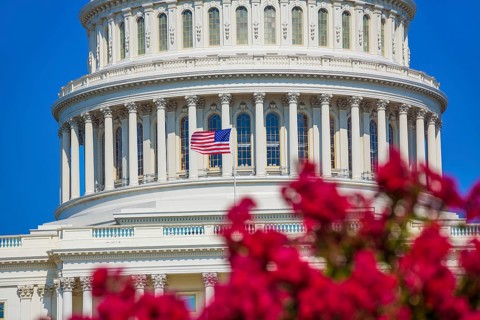 Capitol building Washington DC pink flowers garden USA congress US