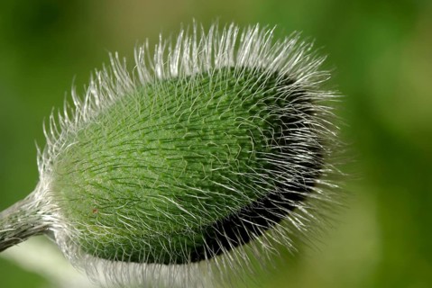 Red poppies have a special expressiveness from the bud to the seed capsule. Field poppy in green