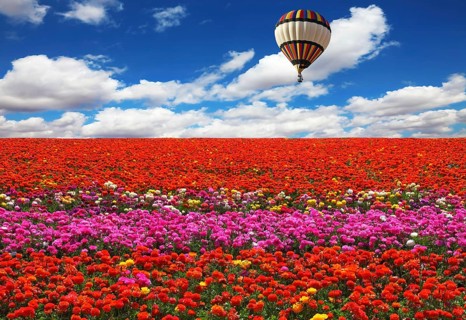 The huge balloon flying over colorful floral field. Flowers and seeds are grown for export