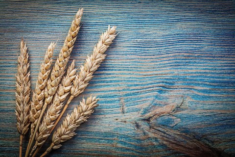Wheat rye ears on wooden board copy space food and drink concept