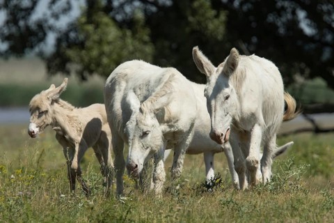 White donkey (Equus asinus asinus)
