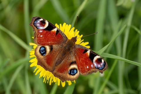 Butterfly Aglais on yellow dandelion flower