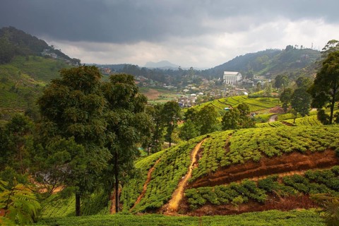 Nuwara Eliya tea plantation in Sri Lanka. Nuwara Eliya is the most important place for tea