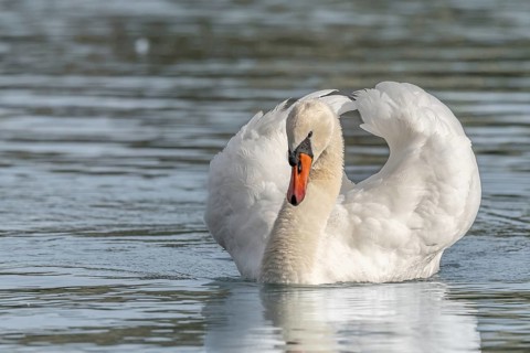 Mute swan (Cygnus olor) male making territorial display. Bas-Rhin, Alsace, Grand Est, France,