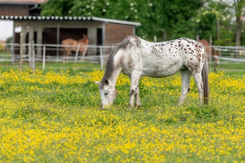 Horse in a green pasture filled with yellow buttercups. Bas-Rhin, Collectivite europeenne d'Alsace,