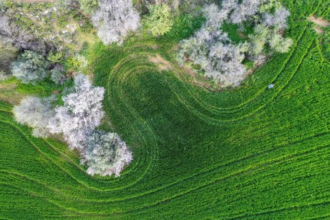 Drone aerial view of green meadow agriculture field and blooming almond tree. Spring season outdoor