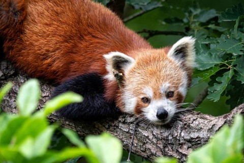 Red panda (Ailurus fulgens) on the tree. Cute panda bear in forest habitat
