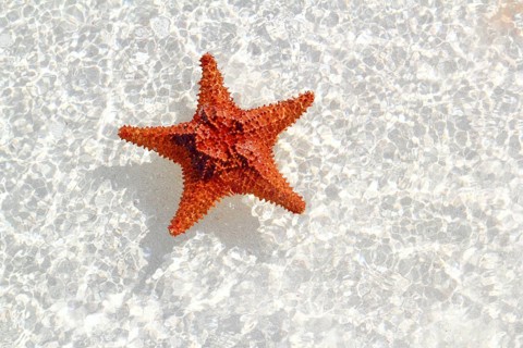 Beautiful starfish orange in wavy shallow water