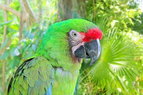 Ara Militaris Military Macaw Green parrot South and Central america