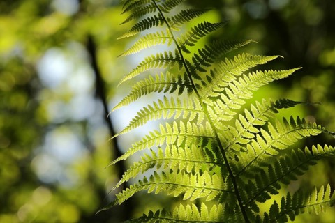 Close-up of fern in the forest on a sunny spring morning