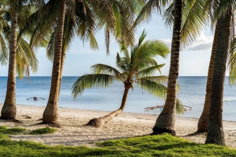 Small palm tree on the beach in siquijor philippines