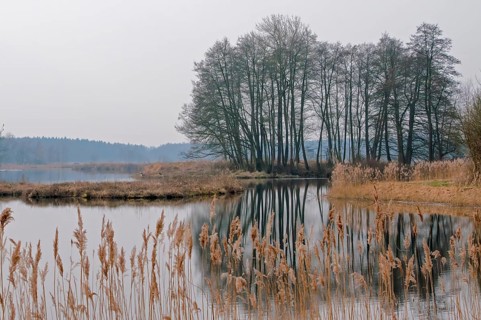 Serene landscape showcasing a tranquil lake reflecting bare trees and dry reeds in the foreground,