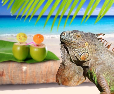 Mexico iguana in coconut Caribbean beach tropical turquoiuse sea