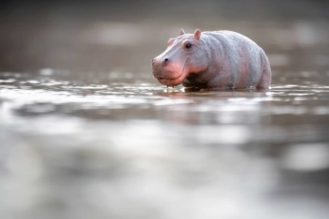 An image of a toy hippopotamus in the water