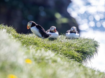 Puffin (Fratercula arctica) on a rocky cliff, Heimaey Island, Westman Islands, Iceland, Europe