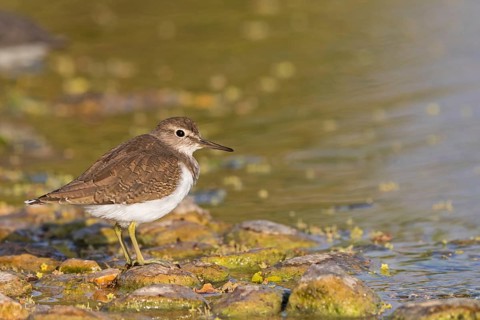Common sandpiper, sandpiper (Actitis hypoleuco), biotope, habitat, foraging