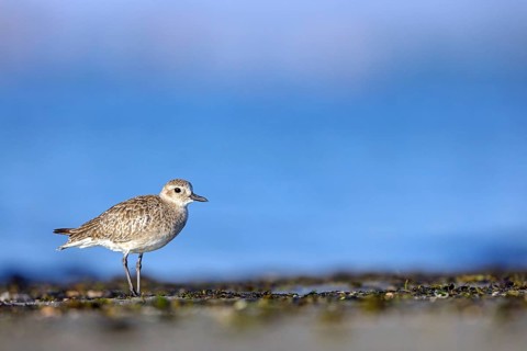 Little Ringed Plover, (Pluvialis squatarola), animal, animals, bird, birds, biotope, habitat,