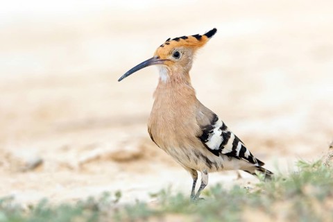 Hoopoe, (Upupa epops), biotope, habitat, foraging, sideways, animals, birds, Israel, Asia