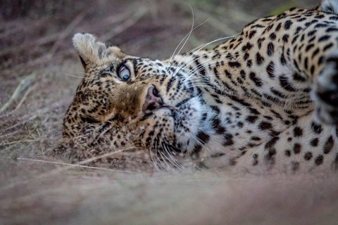 Close up of a female Leopard laying in the grass in the Kruger National Park, South Africa, Africa