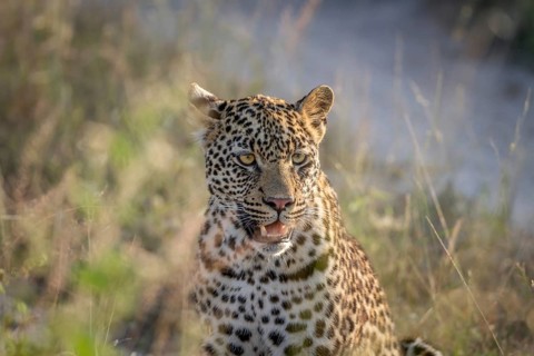 Young Leopard sitting and starring in the Kruger National Park, South Africa, Africa