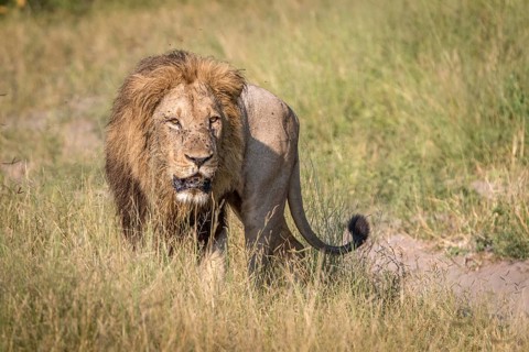 A male Lion walking in the grass in the Chobe National Park, Botswana, Africa