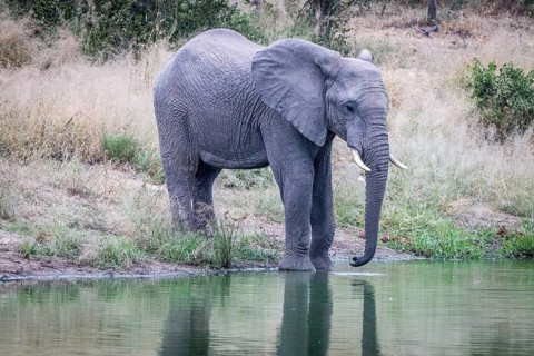 An Elephant drinking water in the Sabi Sand Game Reserve, South Africa, Africa