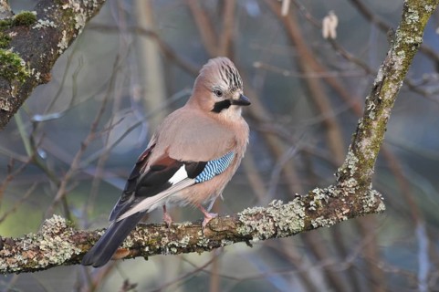 Eurasian jay (Garrulus glandarius)