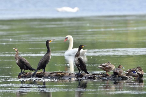 Cormorant (Phalacrocorax carbo)