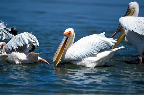 Pink pelican (Pelecanus onocrotalus)