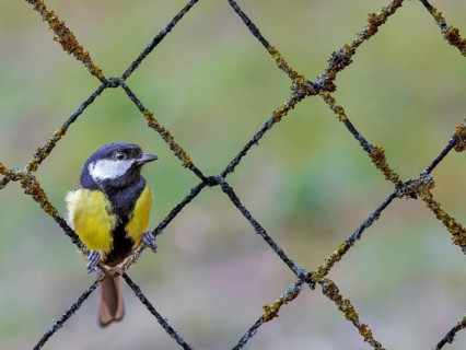 Great tit (Parus major) sitting in a rusty wire mesh fence covered with lichen, Rhine floodplain,