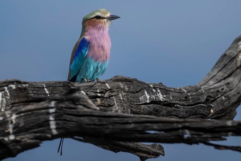 Fork-tailed Roller (Coracias caudata), Moremi Game Reserve, Okavango Delta, Maun, Botswana, Africa
