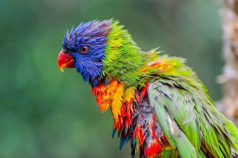 Allcolour lorikeet