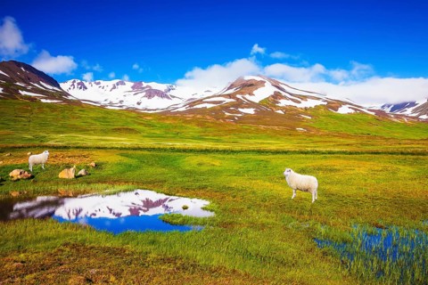Summer Iceland. White Icelandic sheep grazing in the meadow. Small lake surrounded by green meadow