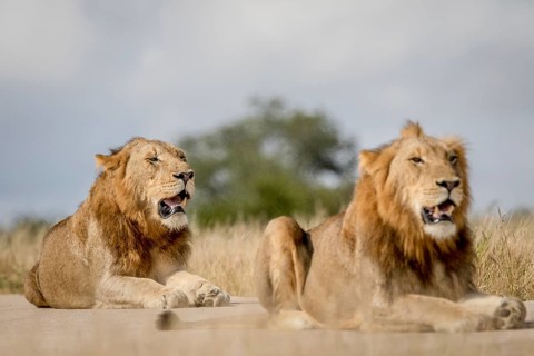 Two young male Lion brothers in the Kruger National Park, South Africa, Africa