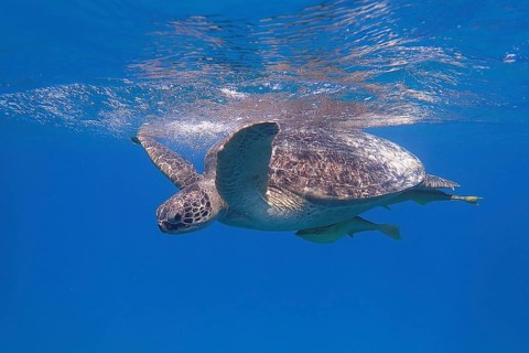 Green turtle (Chelonia mydas)