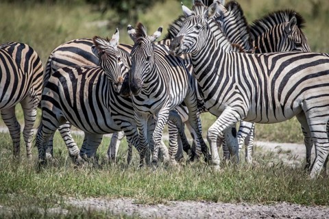 Three Zebras bonding in the Chobe National Park, Botswana, Africa