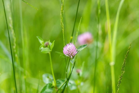 Red meadow clover (Trifolium pratense), Leoben, Styria, Austria, Europe