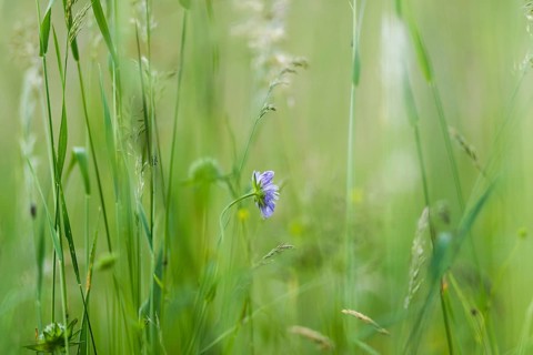 Field widow flower (Knautia arvensis), Leoben, Styria, Austria, Europe