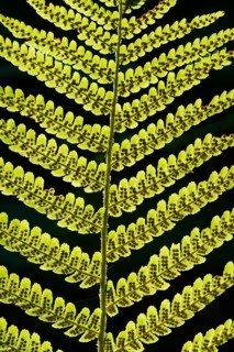 Details of a fern leaf against a dark background